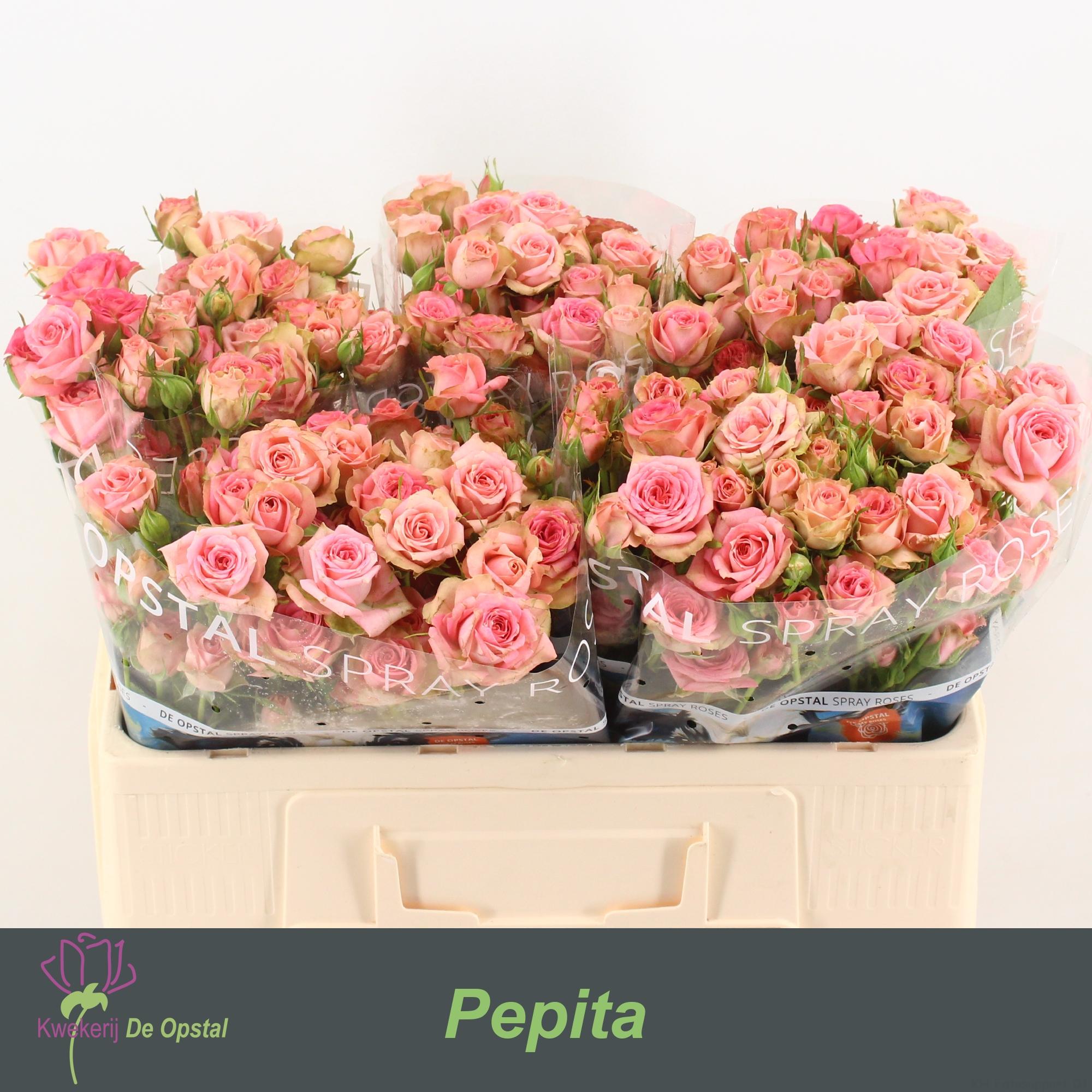 Срезанные цветы оптом Rosa spray pepita от 50шт из Голландии с доставкой по России
