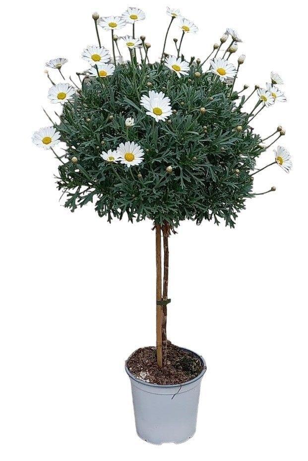Горшечные цветы и растения оптом Argyranthemum Frutescens On Stem от 1шт из Голландии с доставкой по России
