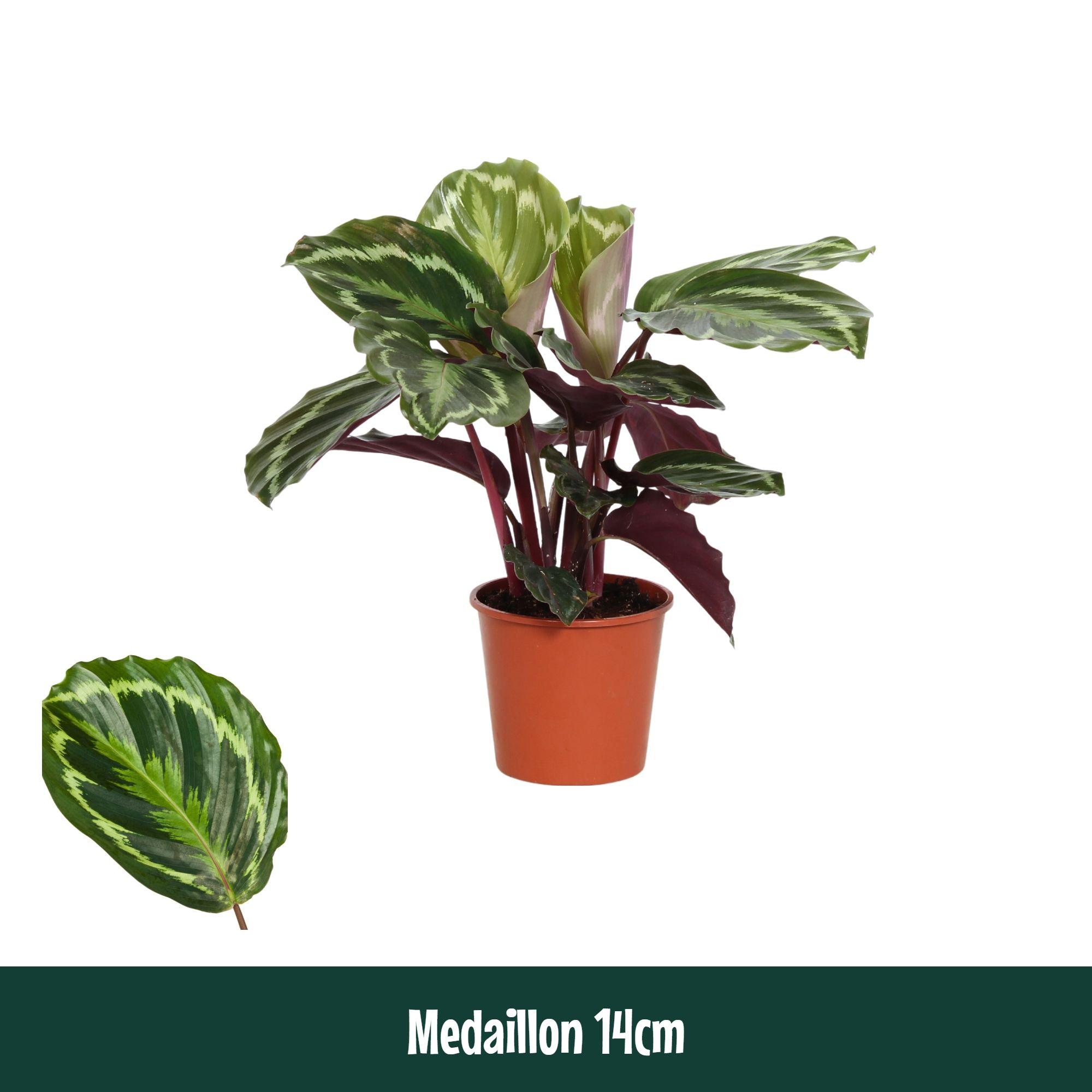 Горшечные цветы и растения оптом Calathea Medaillon от 8шт из Голландии с доставкой по России