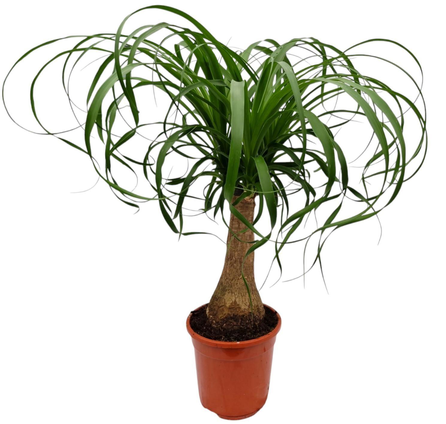 Горшечные цветы и растения оптом Beaucarnea Recur от 6шт из Голландии с доставкой по России