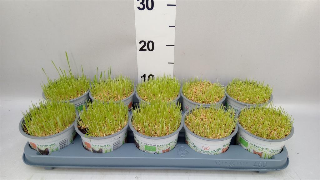 Горшечные цветы и растения оптом Hordeum Sp. ...kattegras Zaai от 10шт из Голландии с доставкой по России