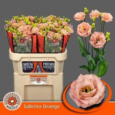 Срезанные цветы оптом Lisianthus do sabrina orange от 40шт. из Голландии с доставкой по России