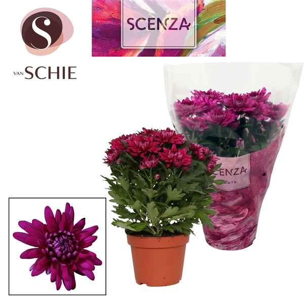 Горшечные цветы и растения оптом Chrys Grandezza Purple (scenza) от 8шт из Голландии с доставкой по России