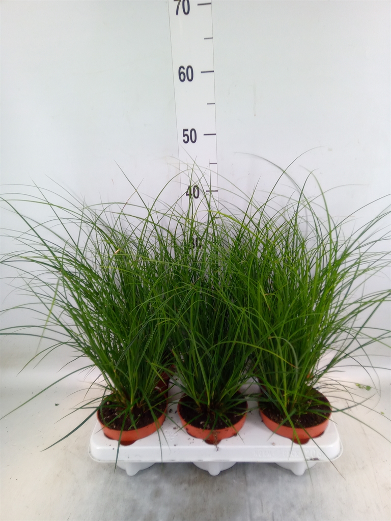 Горшечные цветы и растения оптом Carex Brunnea от 6шт из Голландии с доставкой по России