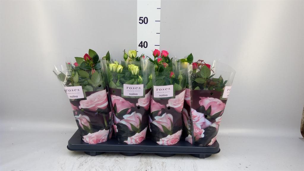 Горшечные цветы и растения оптом Rosa Patio Mix от 8шт из Голландии с доставкой по России