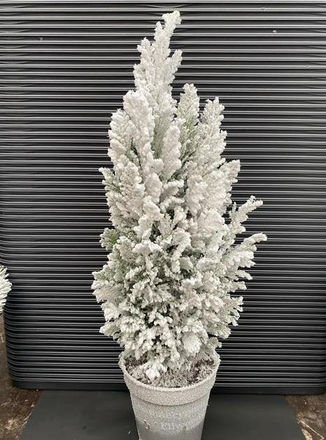 Горшечные цветы и растения оптом Chamaecyparis Law. Ellwoodii Sneeuw от 10шт из Голландии с доставкой по России