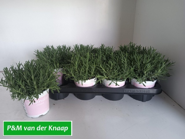 Горшечные цветы и растения оптом Lavan An Rosea от 8шт из Голландии с доставкой по России