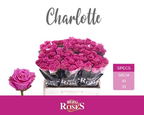 Срезанные цветы оптом Rosa large charlotte от 60шт из Голландии с доставкой по России