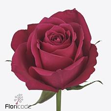 Срезанные цветы оптом Rosa large ace cerise+ от 540шт из Голландии с доставкой по России