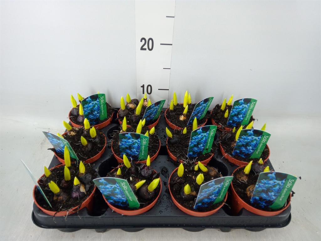 Горшечные цветы и растения оптом Scilla Siberica от 12шт (для телеги) из Голландии с доставкой по России
