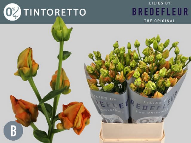 Срезанные цветы оптом Lilium la tintoretto от 20шт из Голландии с доставкой по России