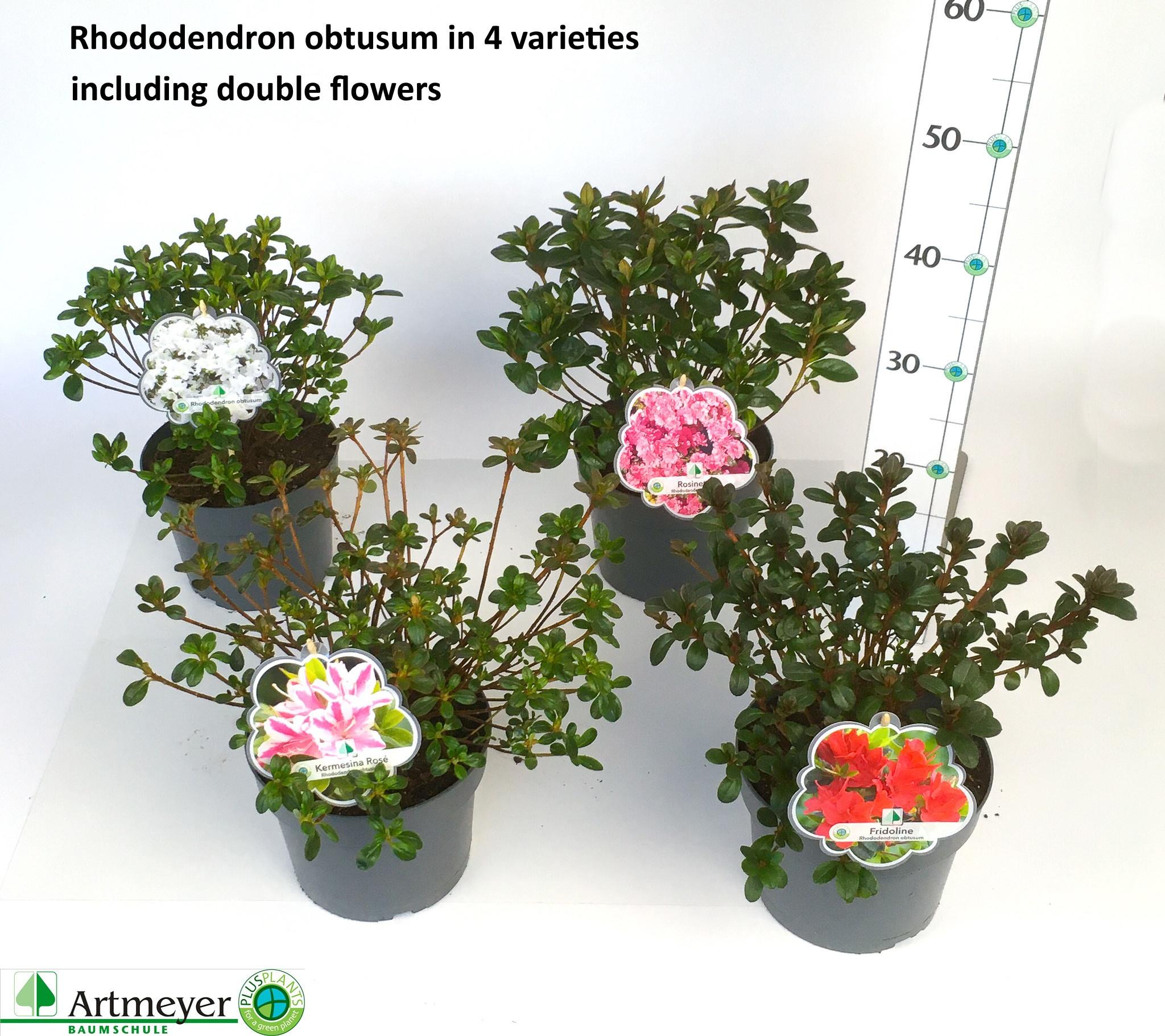 Горшечные цветы и растения оптом Rhod Ja Ov от 1шт из Голландии с доставкой по России