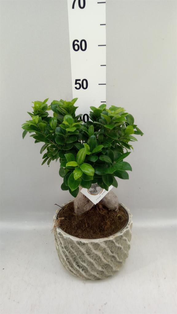 Горшечные цветы и растения оптом Ficus Microcarpa ginseng от 2шт из Голландии с доставкой по России