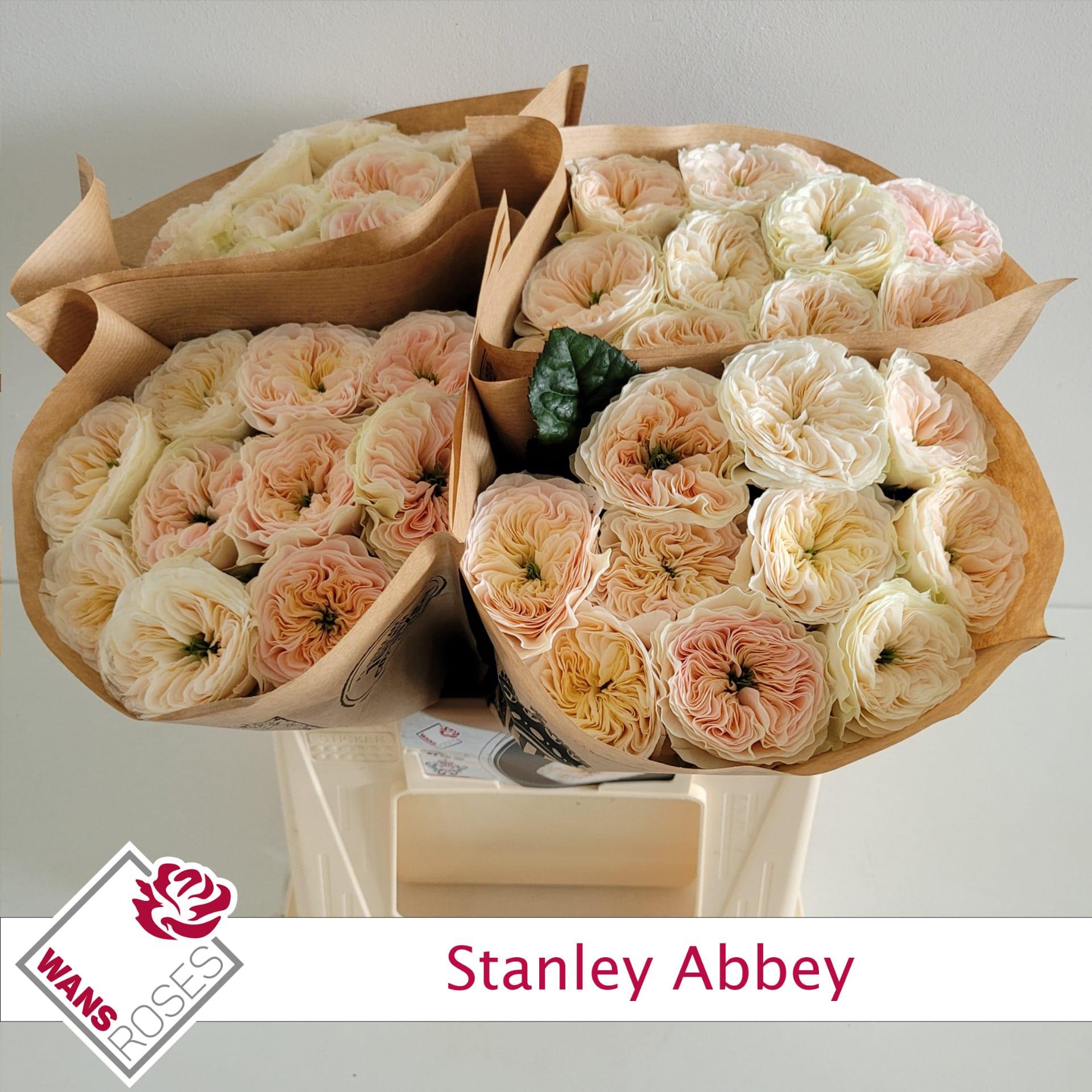 Срезанные цветы оптом Rosa garden stanley abbey от 40шт из Голландии с доставкой по России