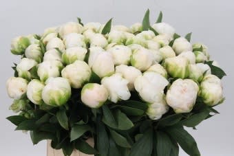 Срезанные цветы оптом Paeonia claude tain от 80шт из Голландии с доставкой по России