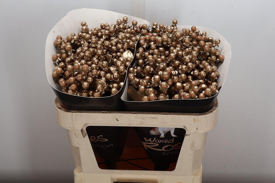 Срезанные цветы оптом Hypericum wax gold от 50шт из Голландии с доставкой по России