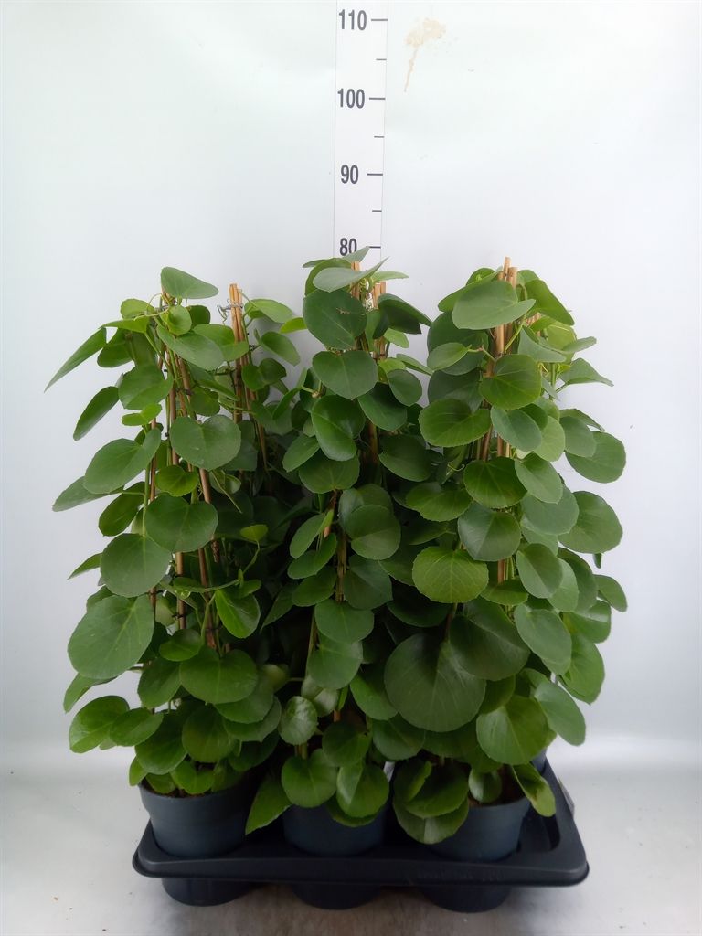Горшечные цветы и растения оптом Cissus Rotundifolia от 6шт из Голландии с доставкой по России