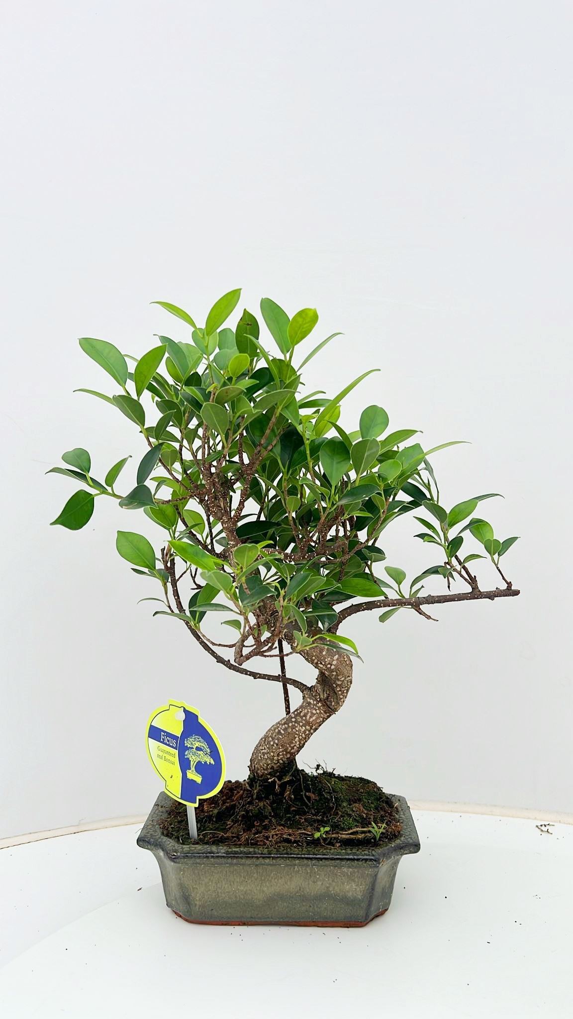 Горшечные цветы и растения оптом Bonsai Ficus Retusa S-shape Without Drip Tray от 10шт из Голландии с доставкой по России