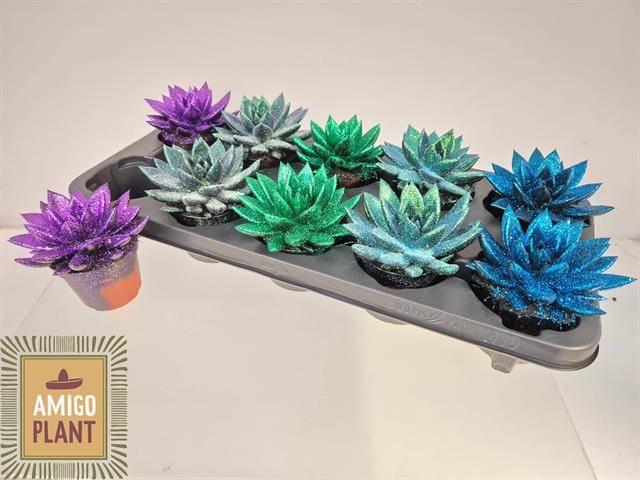 Горшечные цветы и растения оптом Echev Miranda от 10шт (для телеги) из Голландии с доставкой по России