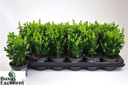 Горшечные цветы и растения оптом Buxu Sempervirens от 18шт (для телеги) из Голландии с доставкой по России