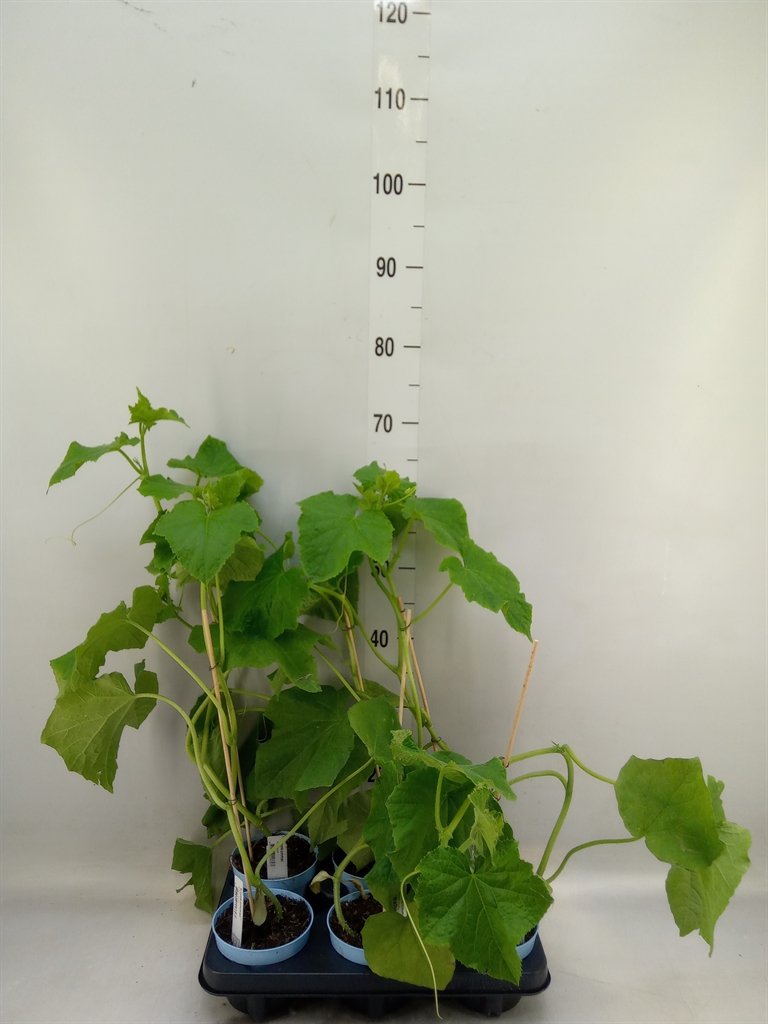 Горшечные цветы и растения оптом Cucumis Sativus   ... от 6шт из Голландии с доставкой по России