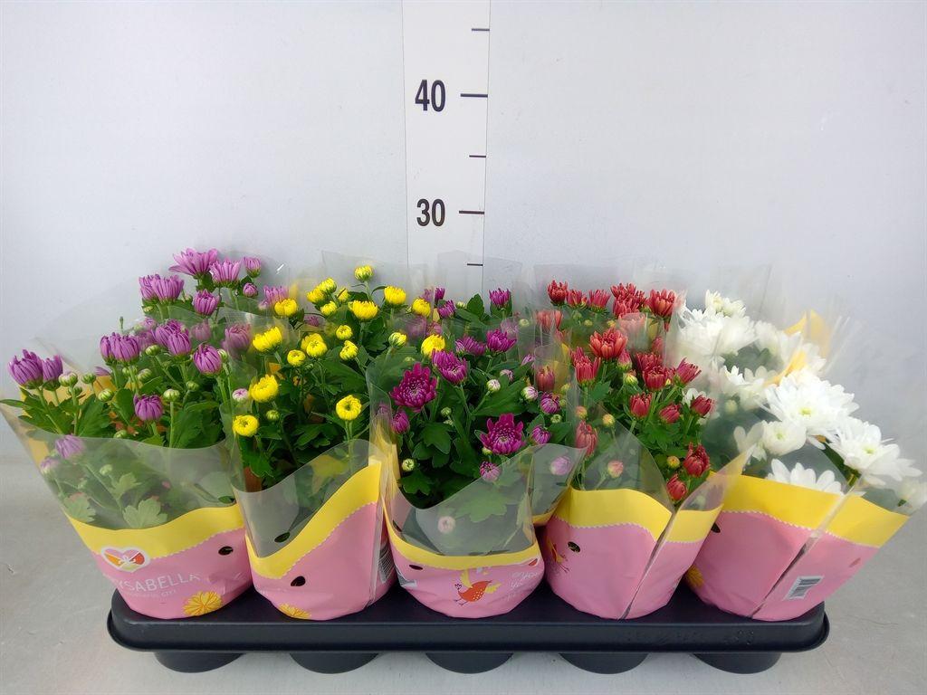 Горшечные цветы и растения оптом Chrysanthemum   ..rosebud Mix от 10шт из Голландии с доставкой по России