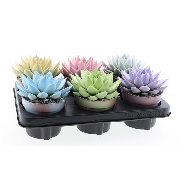 Горшечные цветы и растения оптом Echeveria Miranda White + Glitter от 6шт из Голландии с доставкой по России