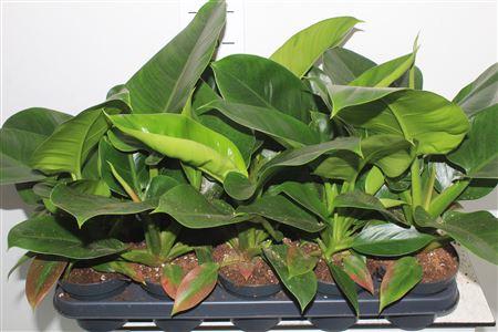 Горшечные цветы и растения оптом Phil Imperial Green от 10шт из Голландии с доставкой по России