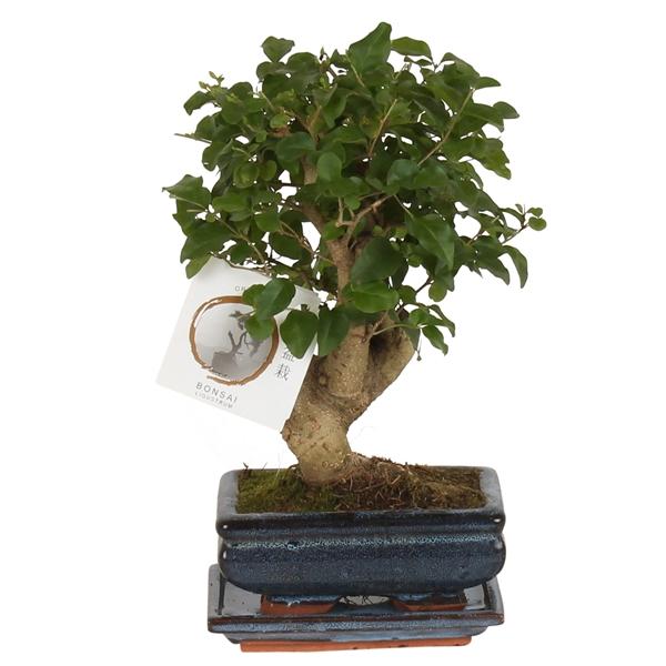 Горшечные цветы и растения оптом Bonsai Ligustrum In Ceramic Ball Shap от 10шт из Голландии с доставкой по России