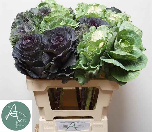 Срезанные цветы оптом Brassica mix от 20шт из Голландии с доставкой по России