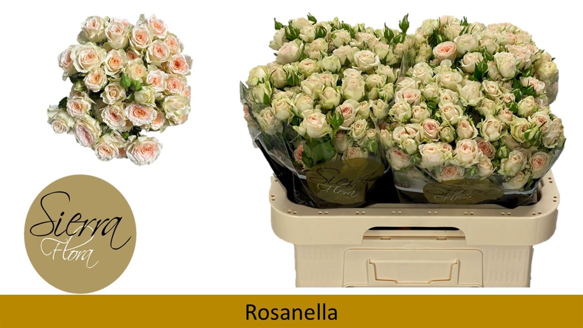 Срезанные цветы оптом Rosa spray rosanella от 40шт из Голландии с доставкой по России