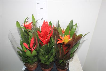 Горшечные цветы и растения оптом Bromelia Gem от 6шт из Голландии с доставкой по России