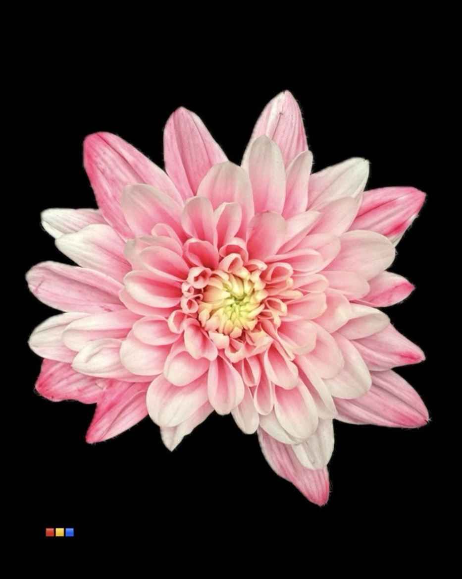 Срезанные цветы оптом Chrys sp paint baltica pastel pink от 40шт из Голландии с доставкой по России
