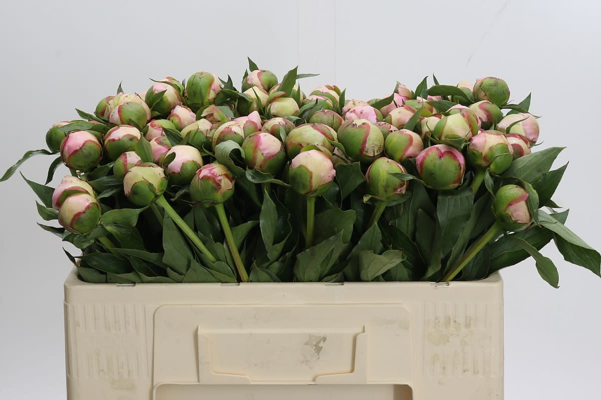 Срезанные цветы оптом Paeonia pecher от 80шт из Голландии с доставкой по России