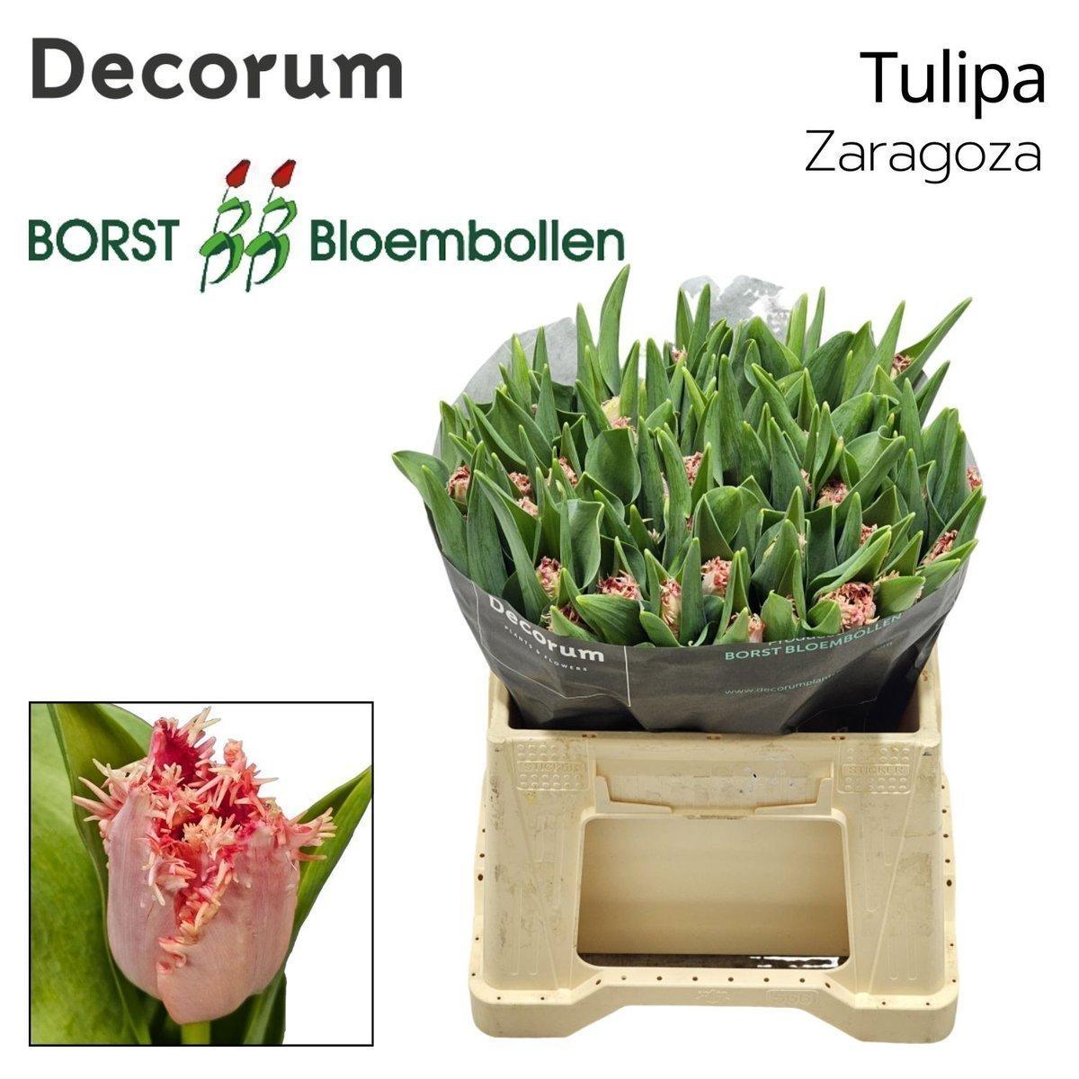 Срезанные цветы оптом Tulipa fr zaragoza от 50шт из Голландии с доставкой по России