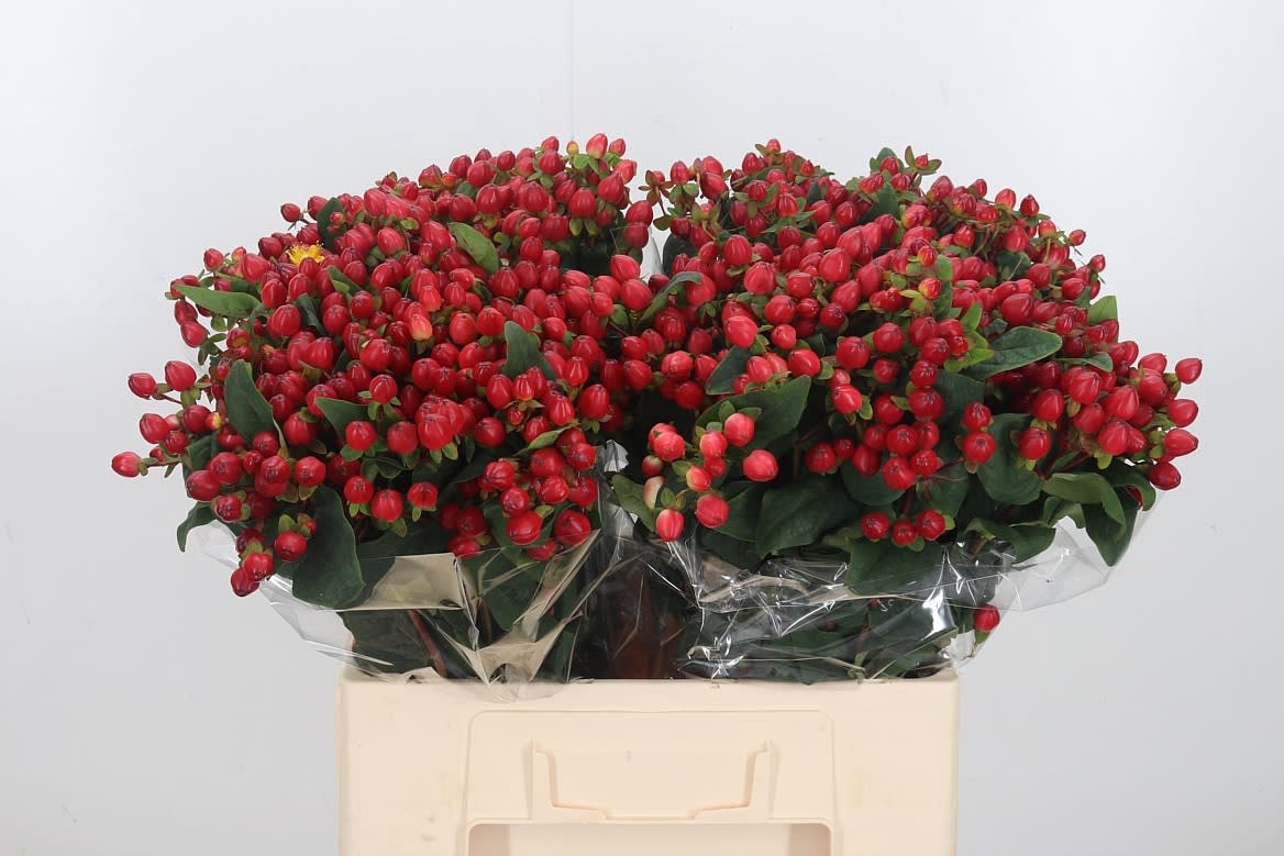 Срезанные цветы оптом Hypericum mag triumph от 100шт из Голландии с доставкой по России