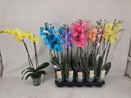 Горшечные цветы и растения оптом Phal **paint** Gem 2 Branches 16+ от 10шт из Голландии с доставкой по России