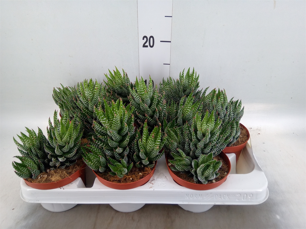 Горшечные цветы и растения оптом Haworthia   ... от 9шт из Голландии с доставкой по России