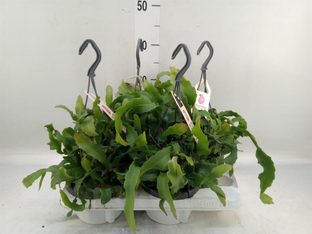 Горшечные цветы и растения оптом Epiphyllum Guatem. Var. Monstrosa от 4шт из Голландии с доставкой по России