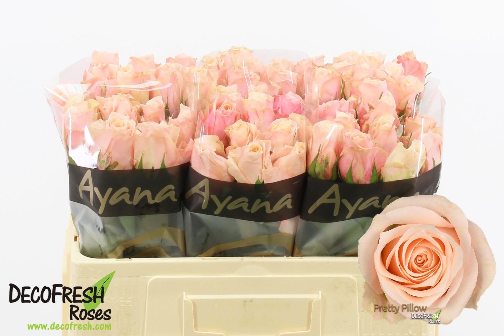 Срезанные цветы оптом Rosa large pretty pillow от 50шт из Голландии с доставкой по России