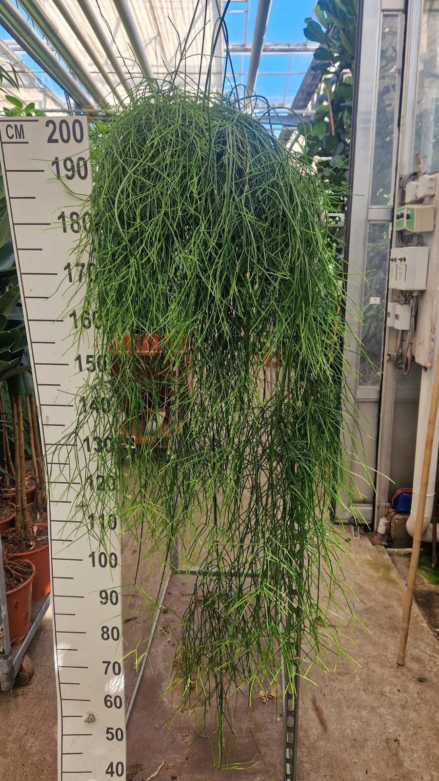 Горшечные цветы и растения оптом Rhipsalis Baccifera Oasis Hangplant Xxl от 1шт из Голландии с доставкой по России