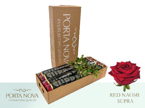 Срезанные цветы оптом Rosa large red naomi! Supra Porta Nova от 60шт из Голландии с доставкой по России