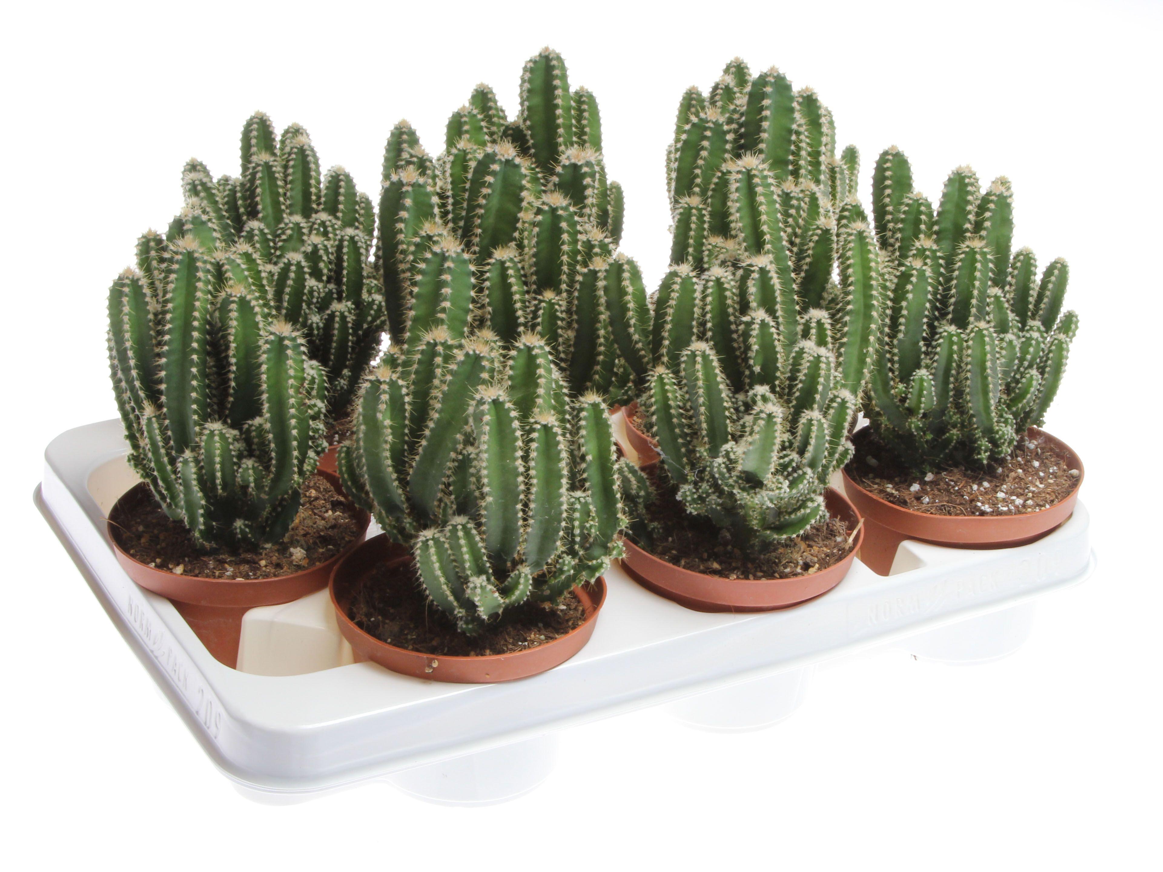 Горшечные цветы и растения оптом Cereus Florida от 9шт из Голландии с доставкой по России