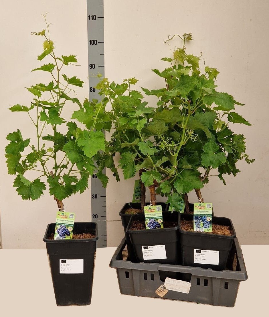 Горшечные цветы и растения оптом Vitis Vinifera от 4шт из Голландии с доставкой по России