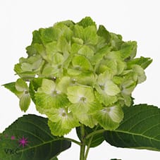 Срезанные цветы оптом Hydrangea mag summergreen от 10шт из Голландии с доставкой по России