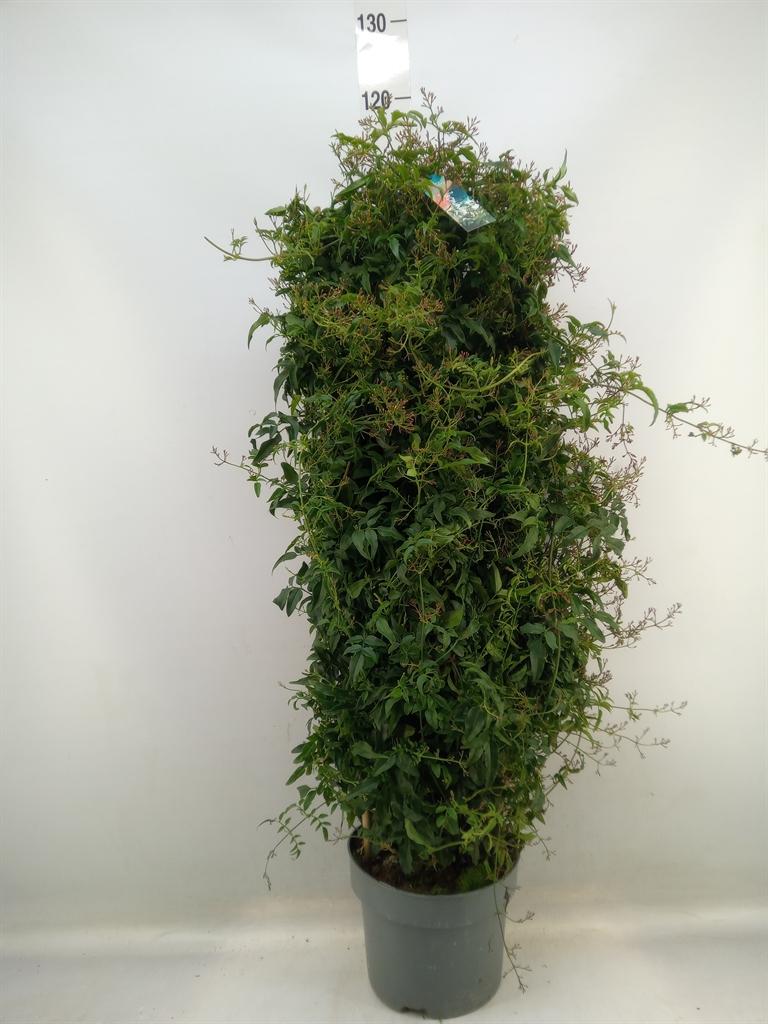 Горшечные цветы и растения оптом Jasminum Polyanthum от 1шт из Голландии с доставкой по России