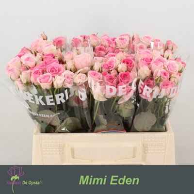 Срезанные цветы оптом Rosa sp mimi eden от 60шт из Голландии с доставкой по России