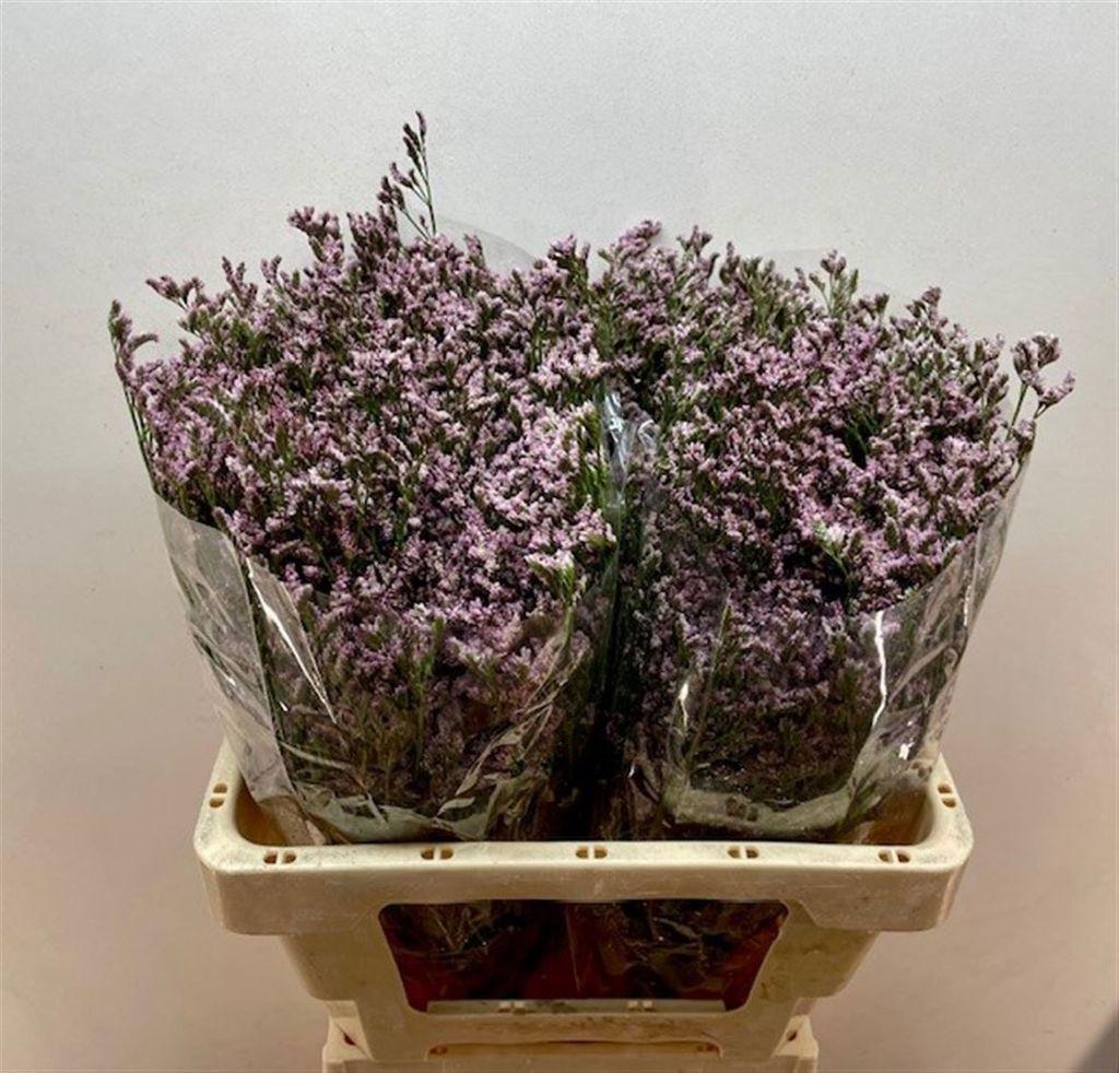 Срезанные цветы оптом Limonium florida pink от 50шт из Голландии с доставкой по России