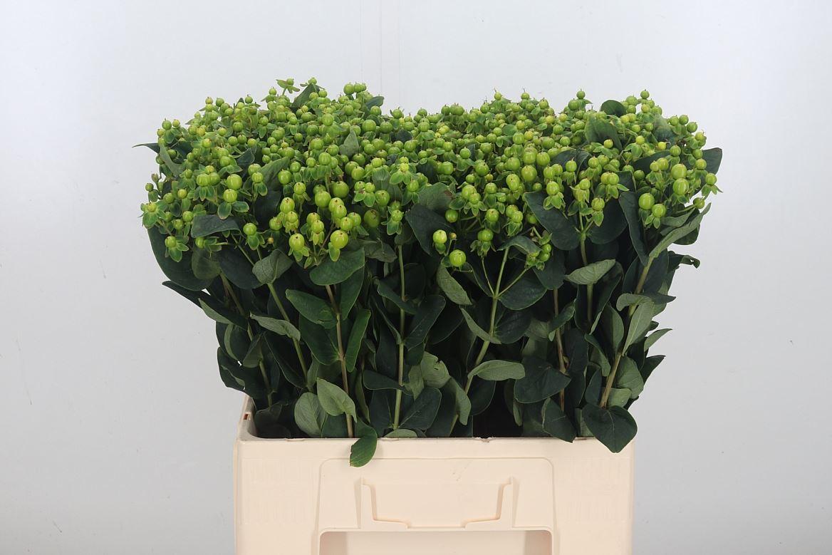 Срезанные цветы оптом Hypericum mag green revival A от 100шт из Голландии с доставкой по России