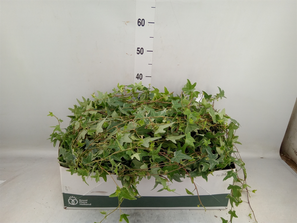 Горшечные цветы и растения оптом Hedera   ...variegated от 12шт из Голландии с доставкой по России
